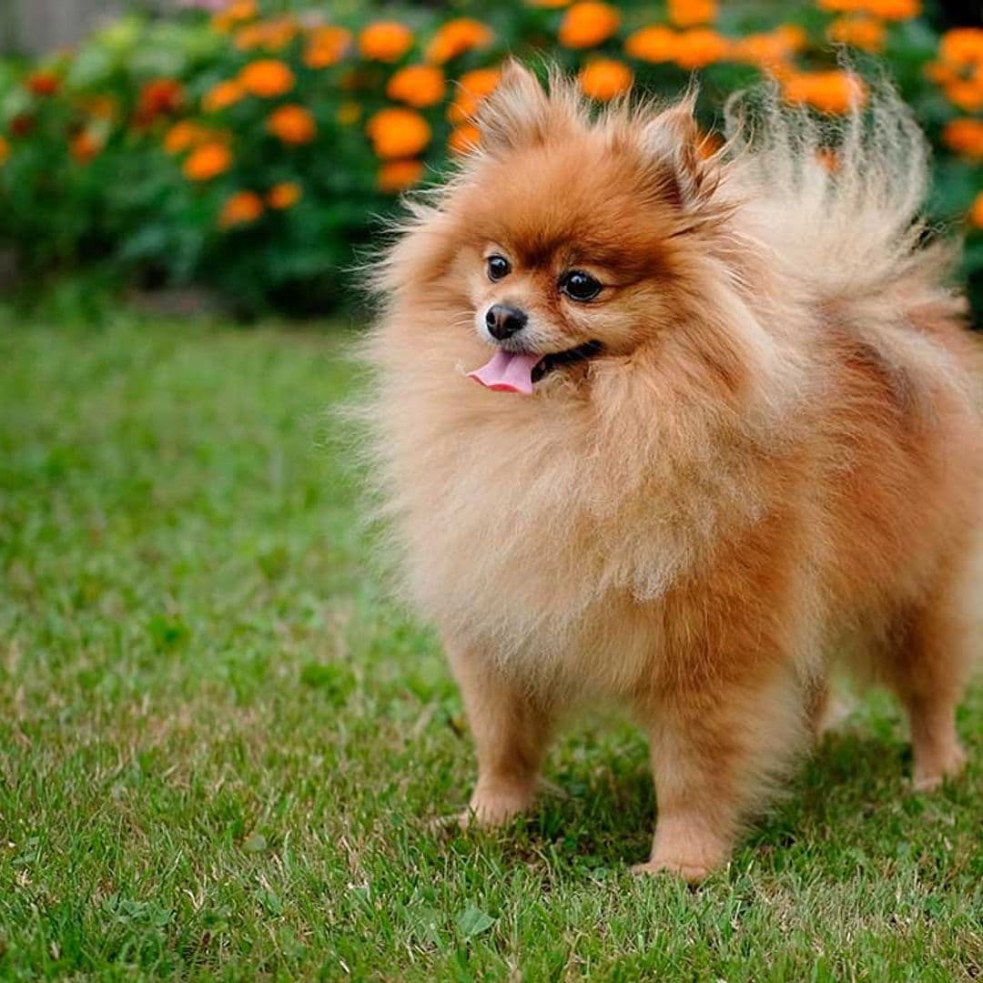 pomerania perro ciudad