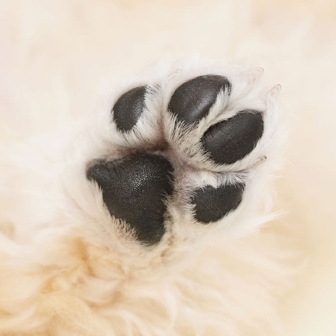 Almohadillas sanas, perro feliz: guía de cuidado para esta delicada parte del cuerpo de tu mascota