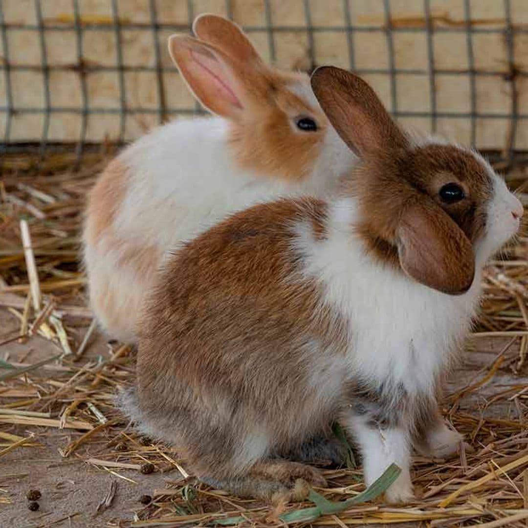 Conejo arlequín, un raza muy peculiar