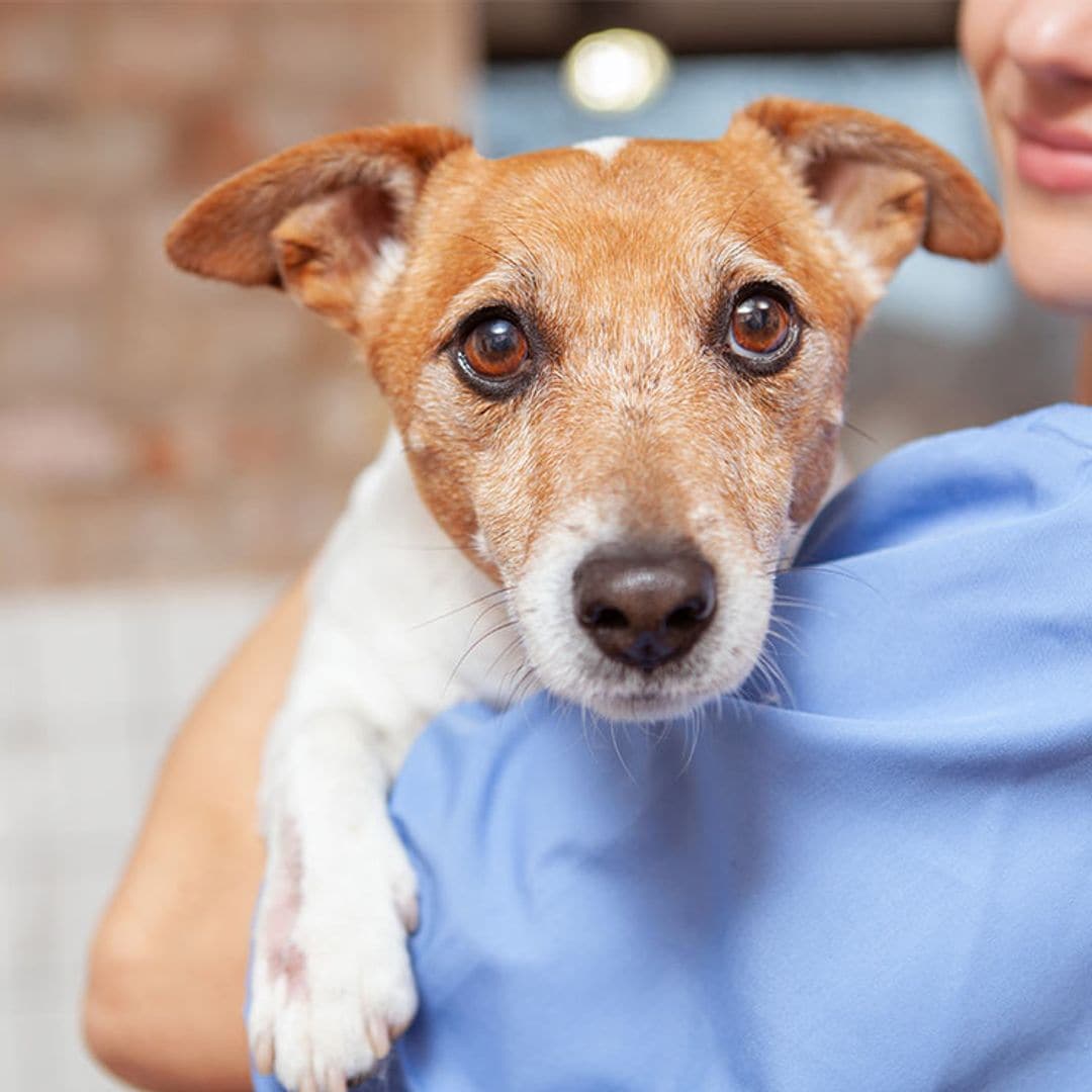 ¿Por qué el cáncer también afecta a las mascotas?