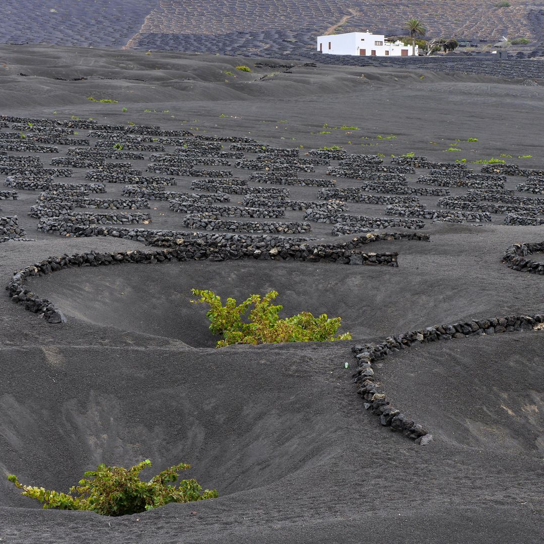 Viñedos de La Geria, Lanzarote