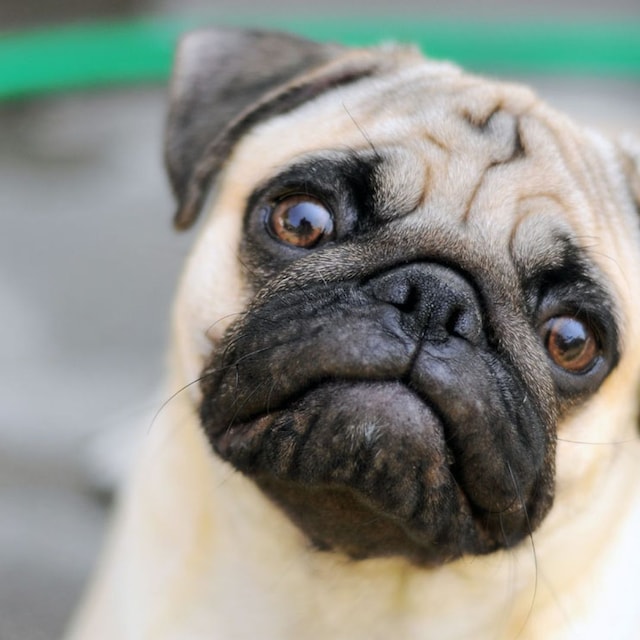 razas de perro abandono