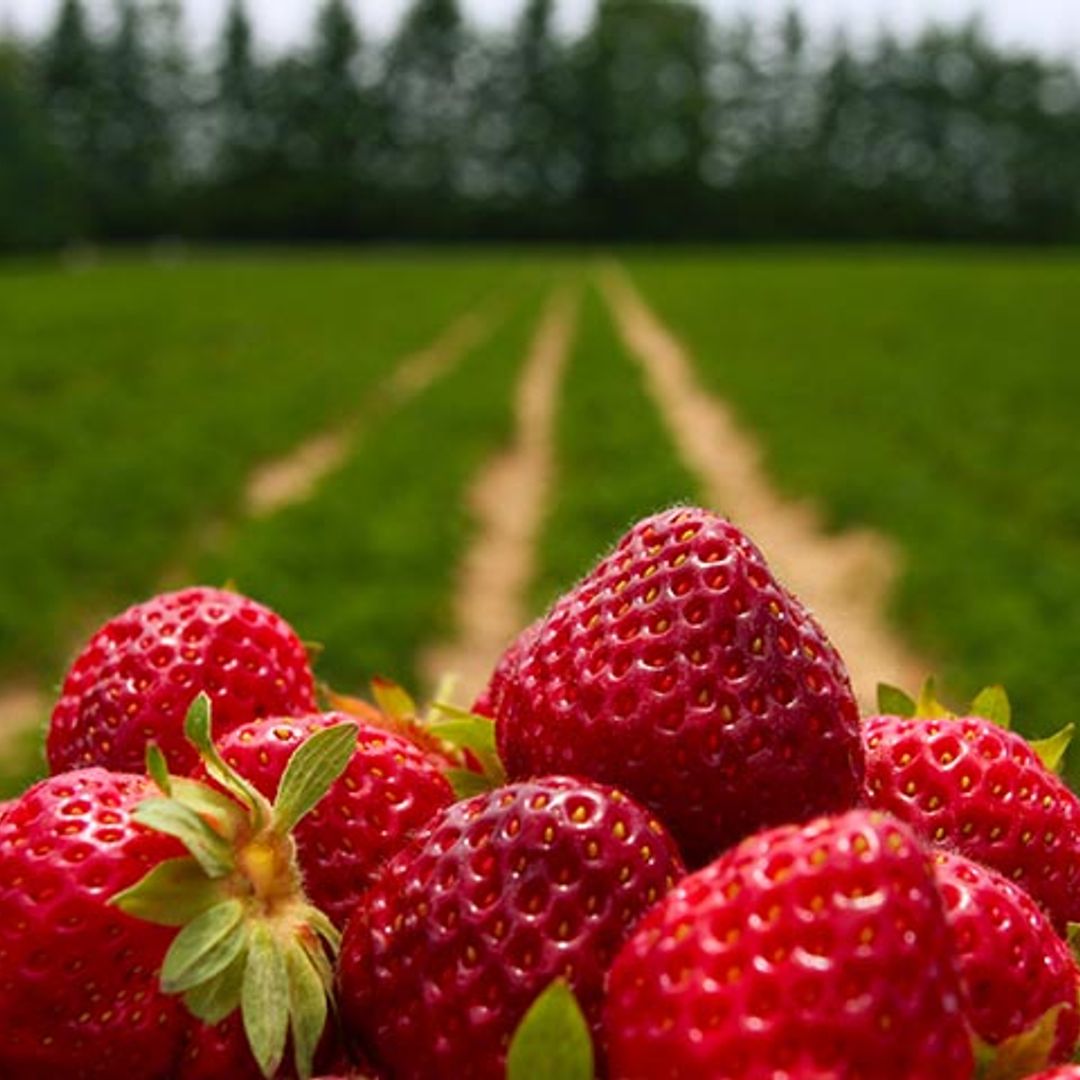 El cultivo de estas frutas empieza a ser insostenible