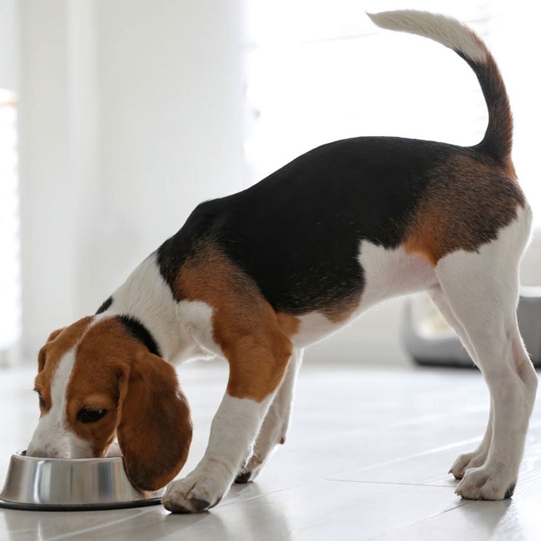 Todo lo que debes saber para elegir la nutrición más completa y equilibrada para tu mascota