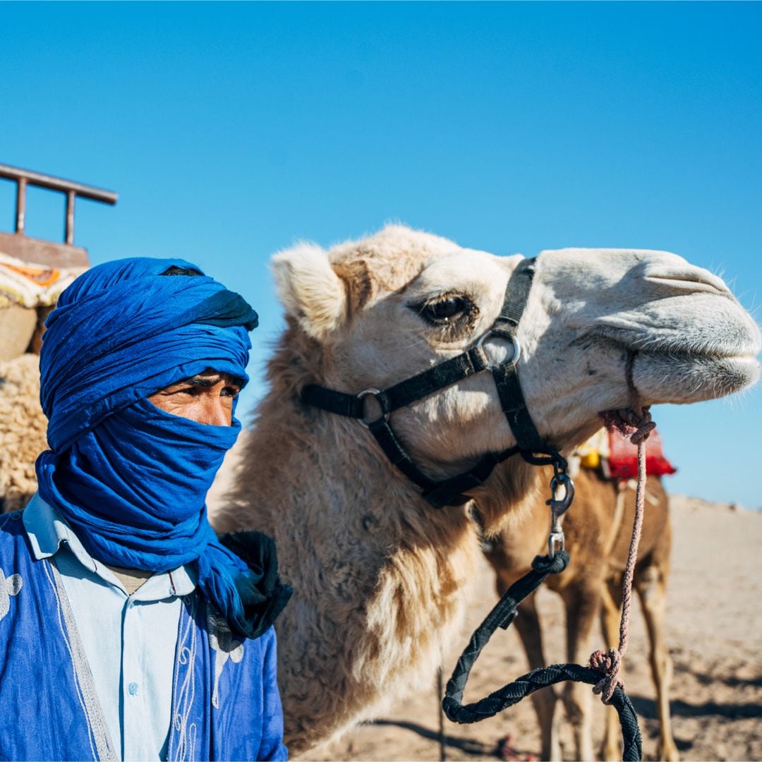 Dromedario en el desierto del Sáhara, Marruecos