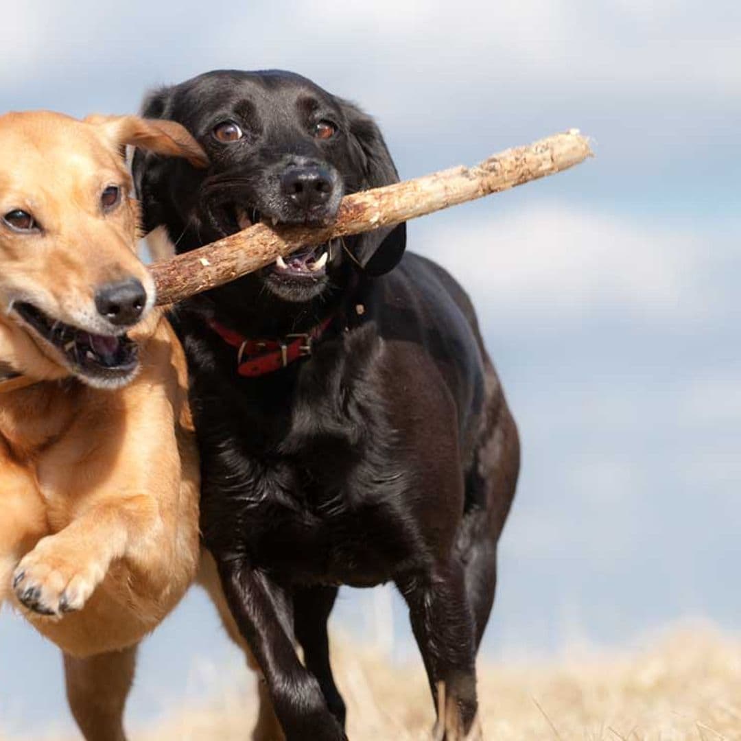 Los perros que ladran constantemente, ¿demuestran su carácter dominante?