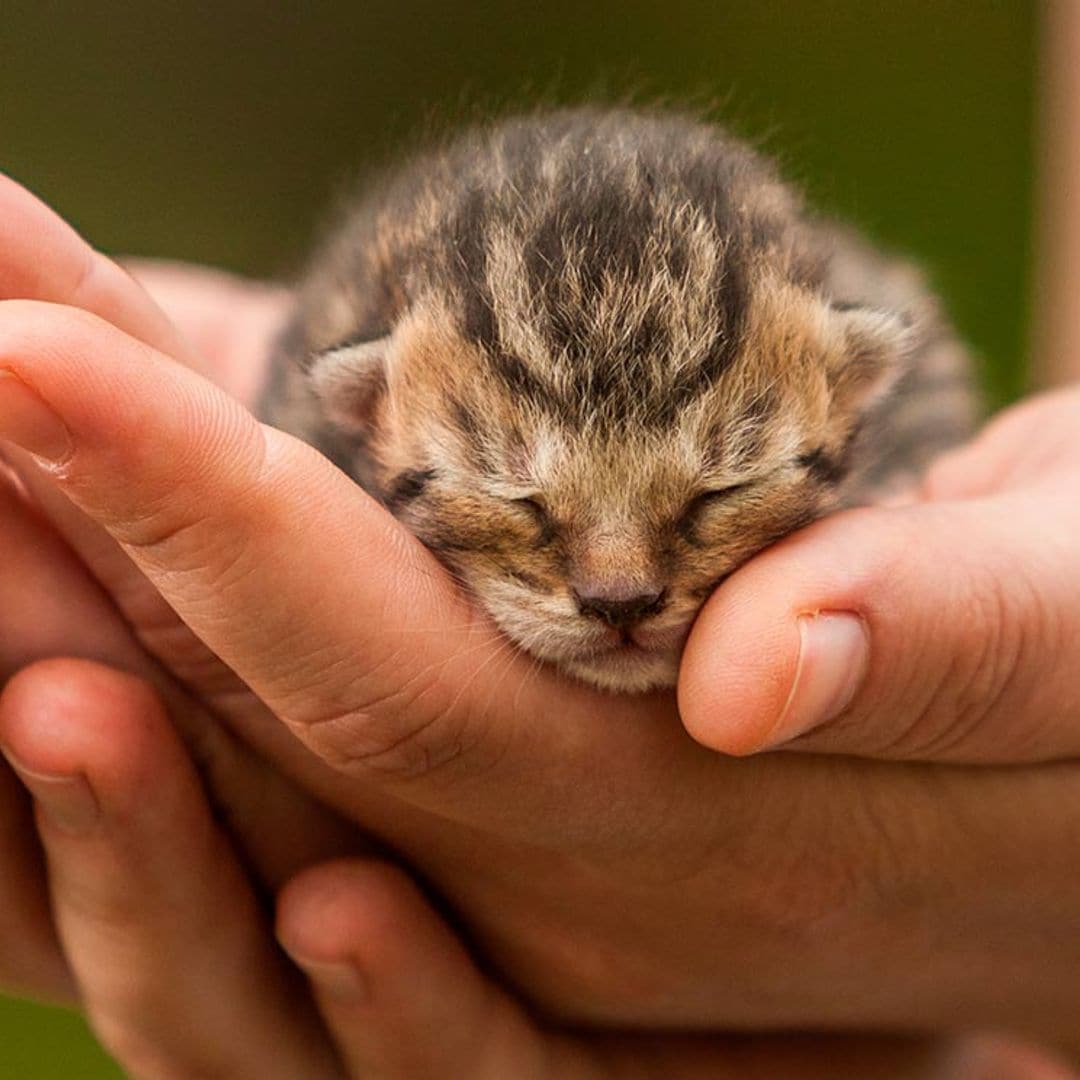 Cómo cuidar a un gato recién nacido sin su madre