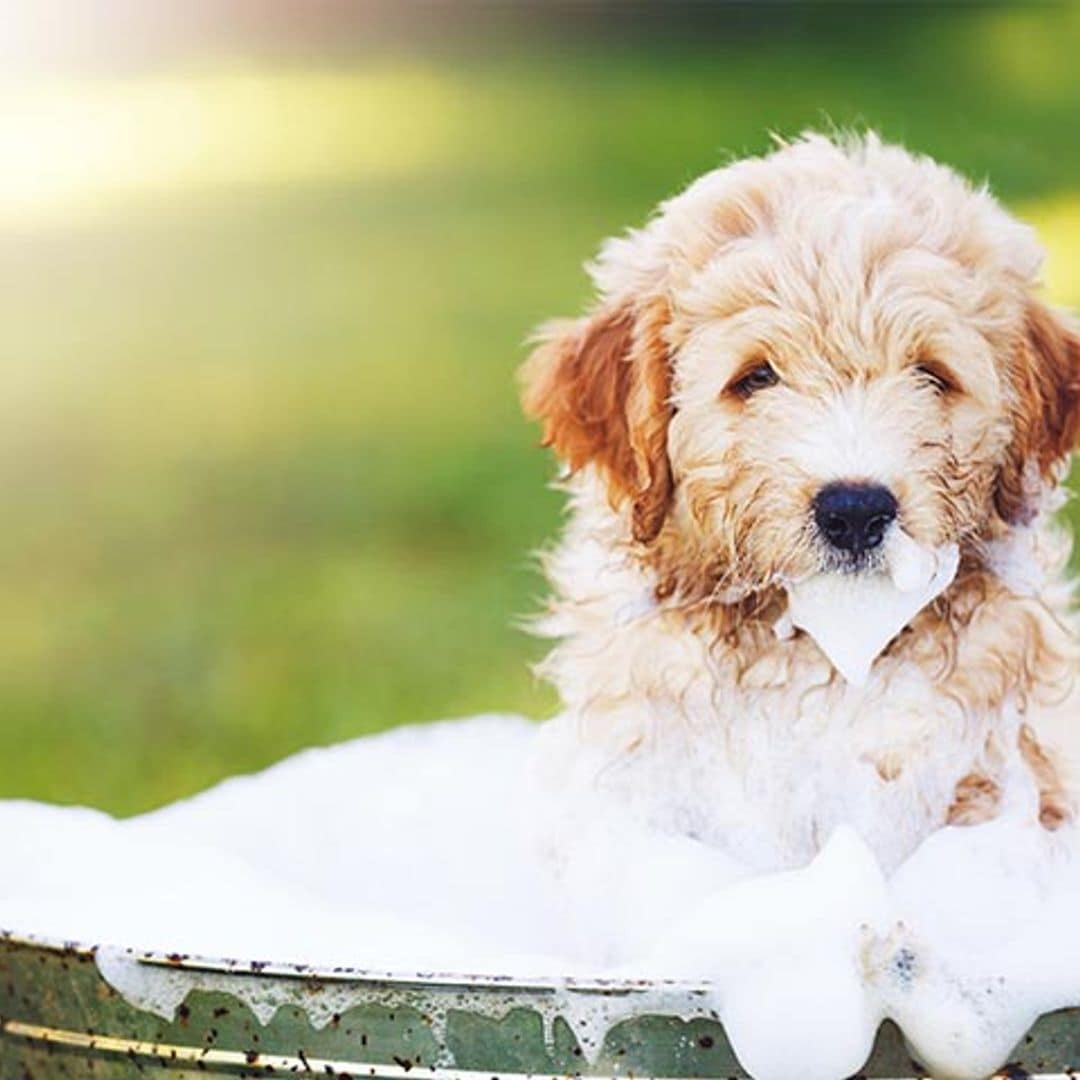 Todo lo que necesitas saber para bañar a tu perro en casa