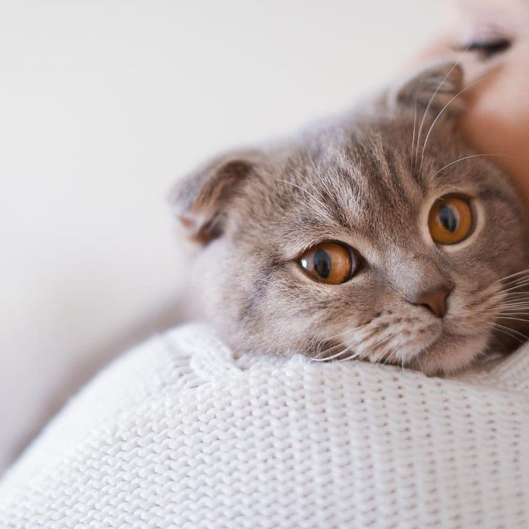 Aunque se haga el distraído, la ciencia sabe que tu gato conoce su nombre