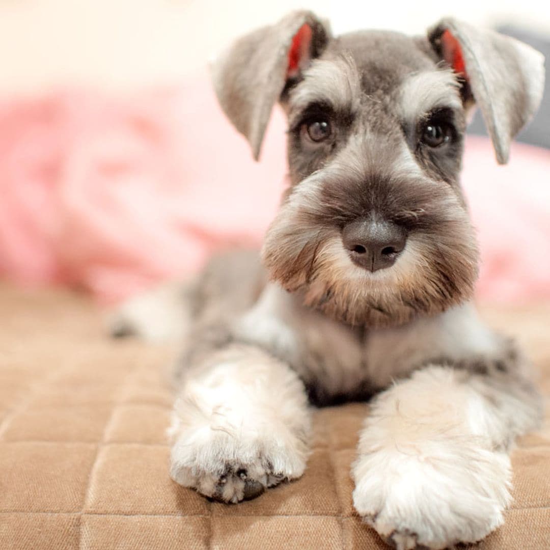 getty schnauzer