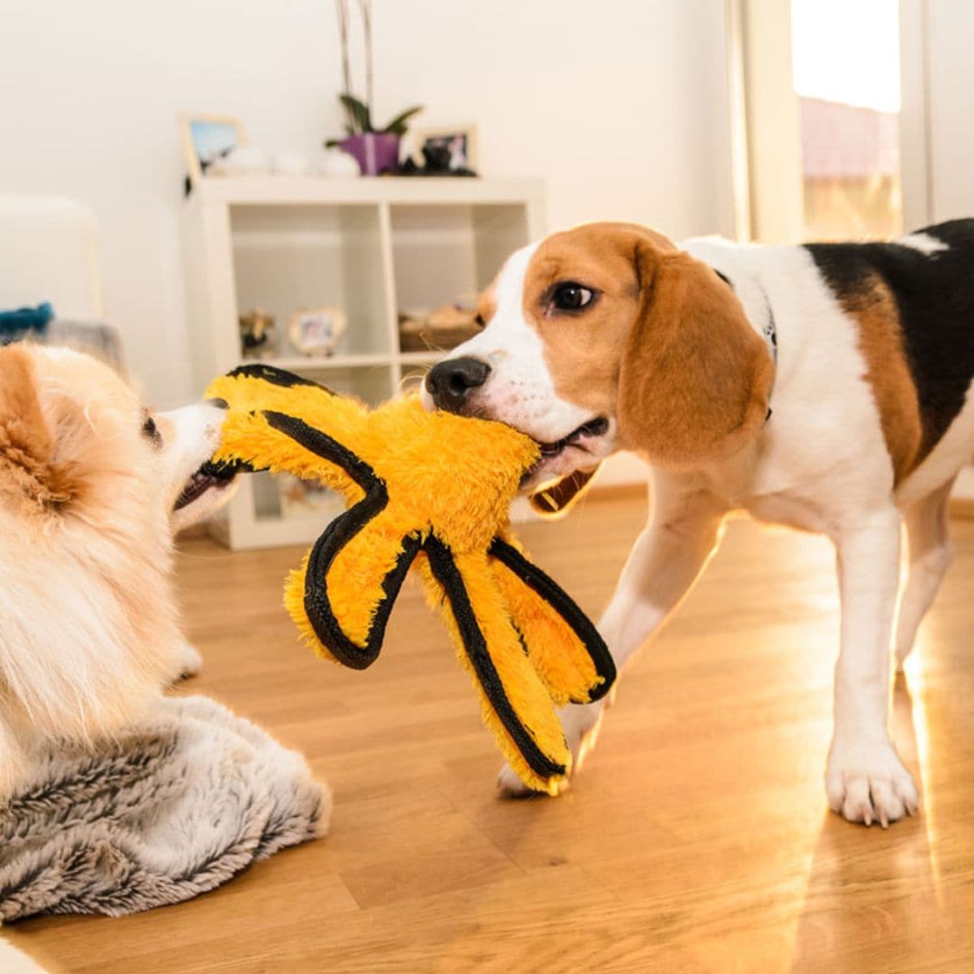 ¿Qué hacer si mi perro es agresivo?