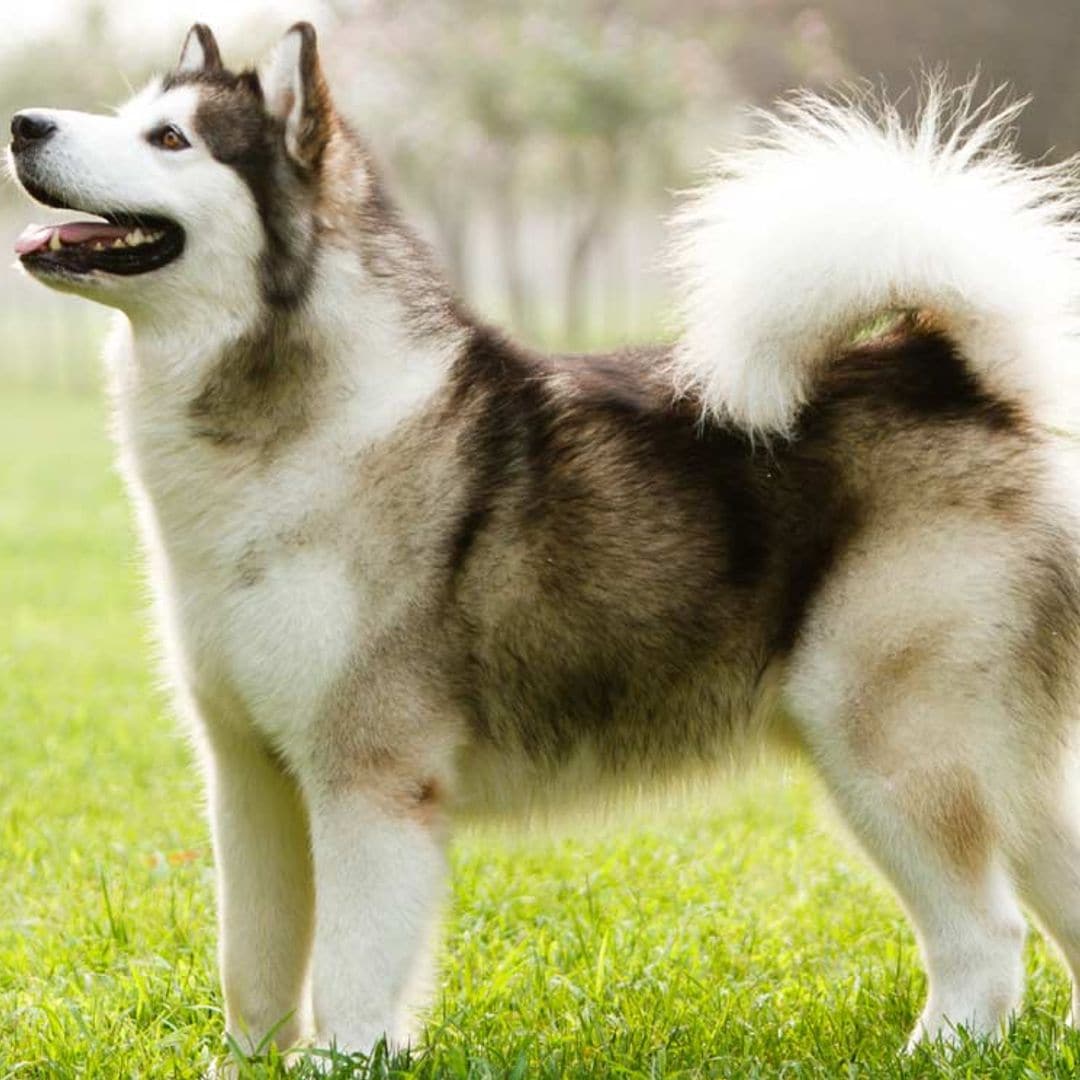 alaskan malamute 7t