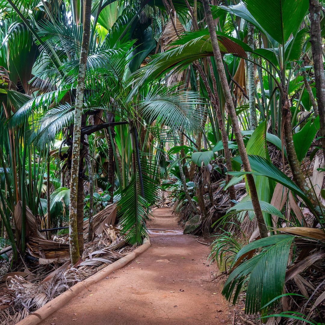 Valle de Mai en la isla de Praslin, Seychelles