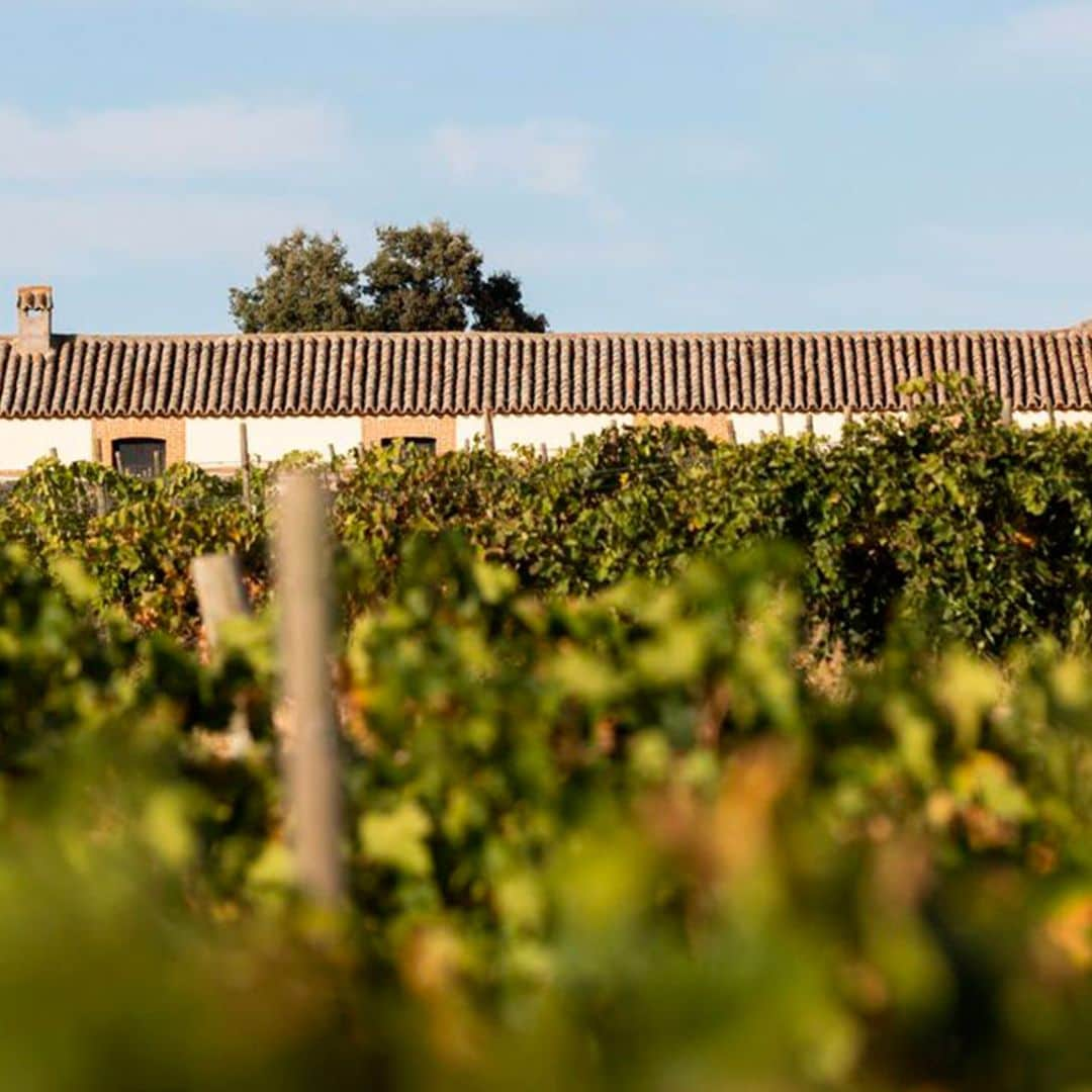 Así es la relación de Tamara Falcó con la bodega que fundó su padre, el Marqués de Griñón