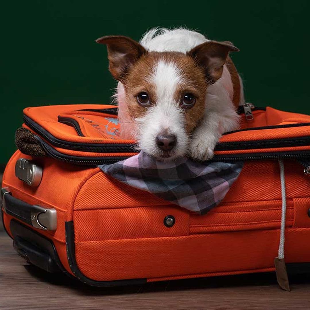 Consejos para viajar en avión con tu perro