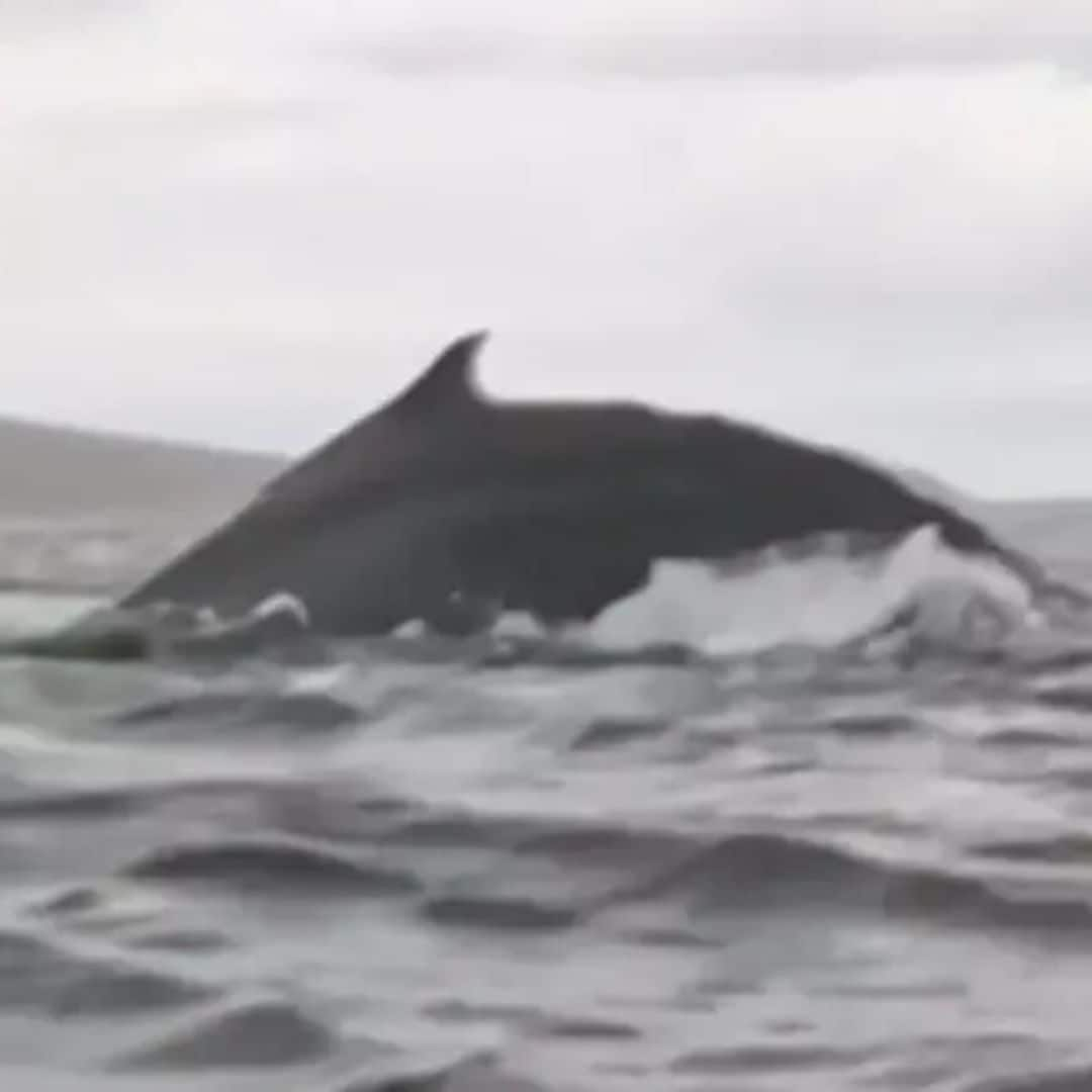 Un joven venezolano es engullido (y expulsado) por una ballena jorobada en Chile