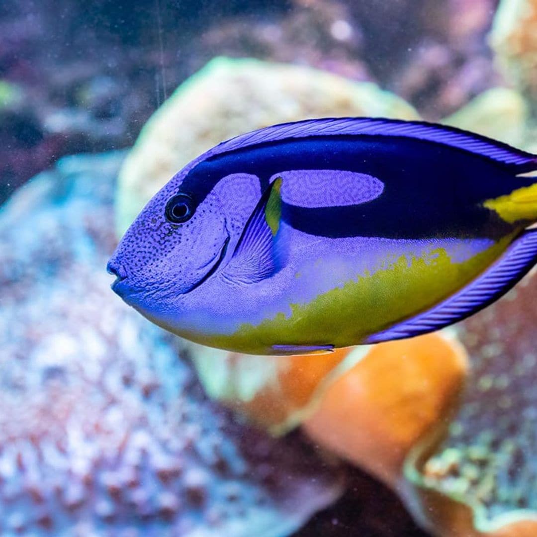 Los peces sí tienen memoria, y te recuerdan