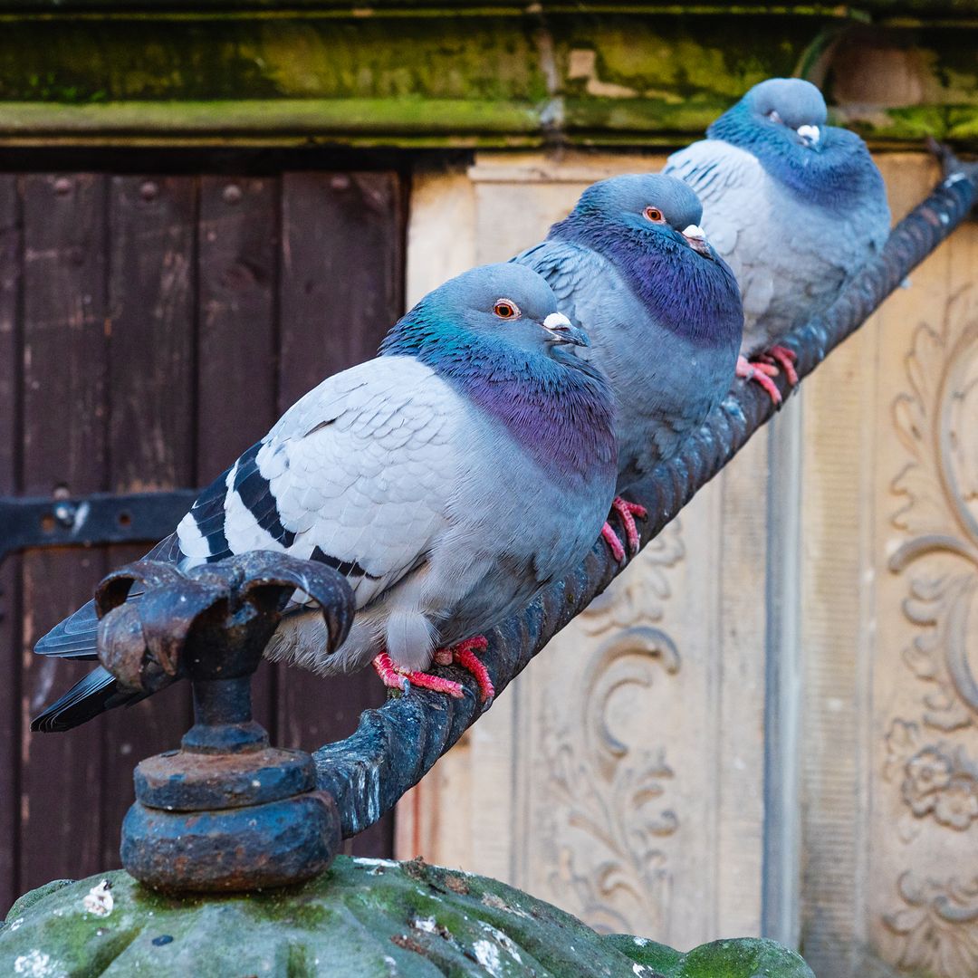 9 plantas que ahuyentan a las palomas de tu balcón y, además, ¡lo decoran!