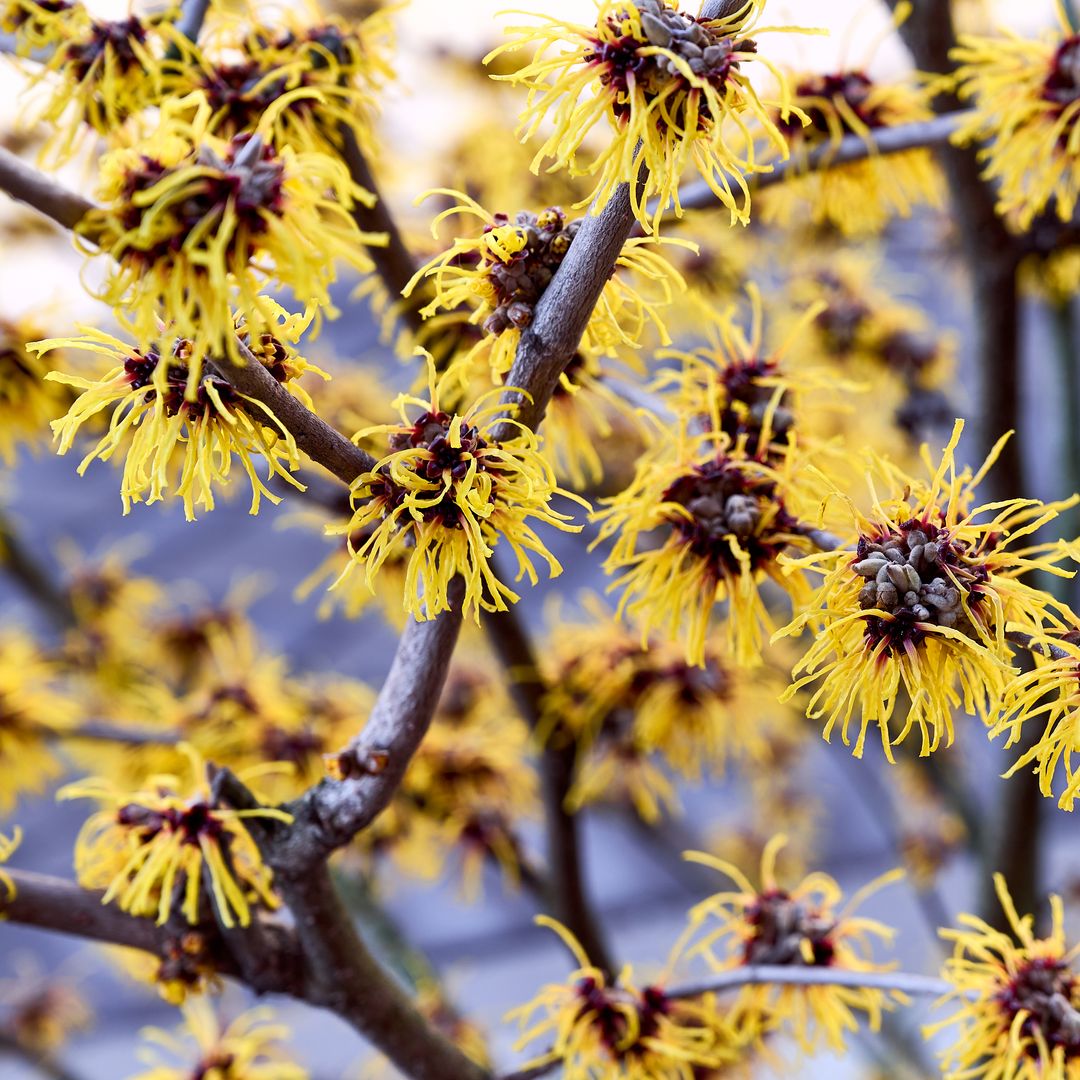 Estos son los cuidados que debes darle al hamamelis, una planta de floración invernal