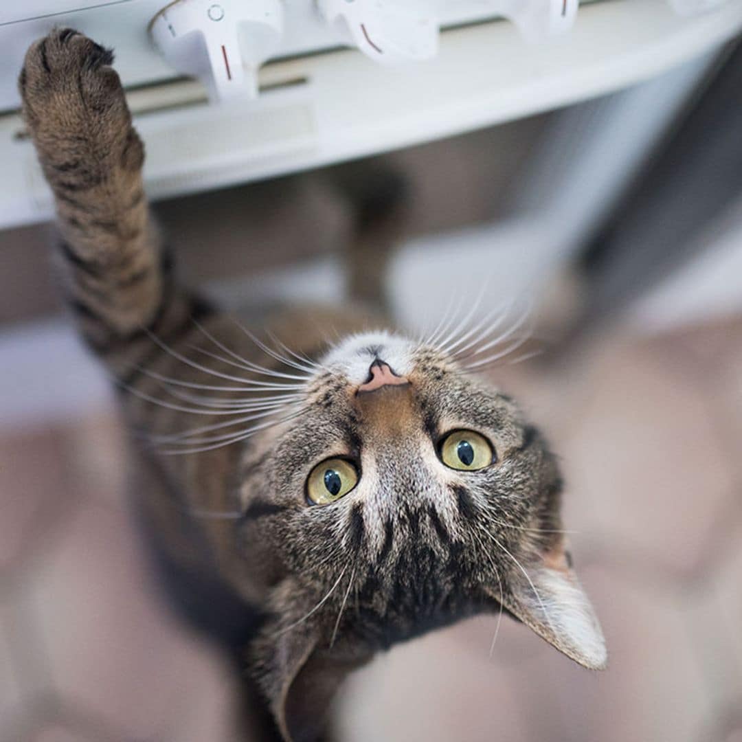 Cómo adiestrar a tu gato para que no salte sobre la vitrocerámica (y otras superficies peligrosas)