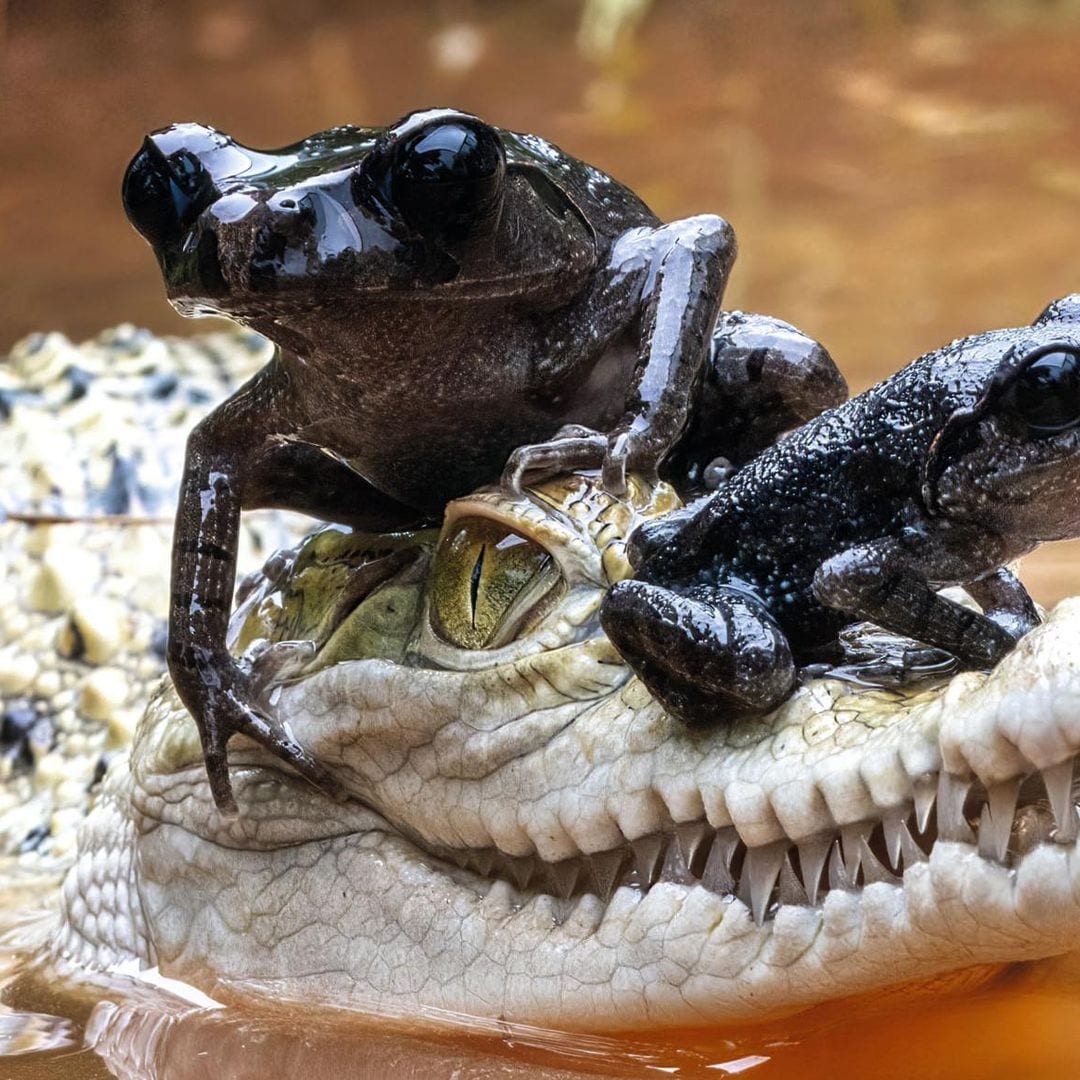 Amistades peligrosas: el arriesgado ‘taxi’ de una familia de ranas