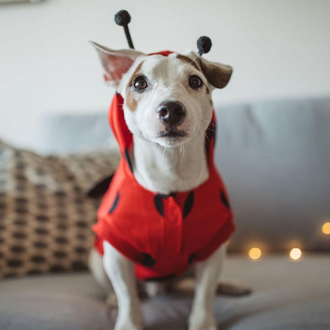 Celebra el Carnaval más peludo con estos 9 disfraces para mascotas