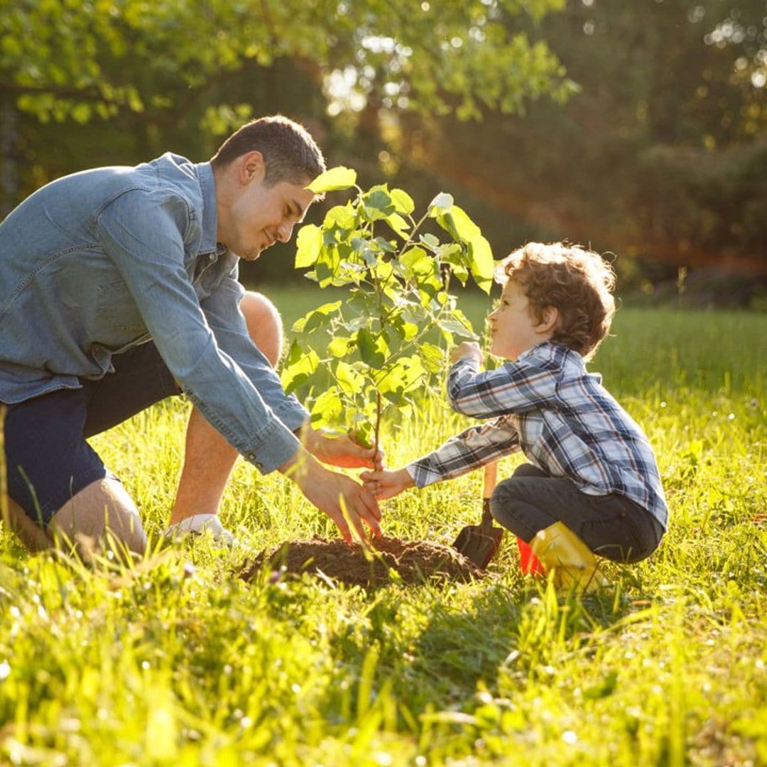 padre e hijo plantando un peque o rbol en el jard n 