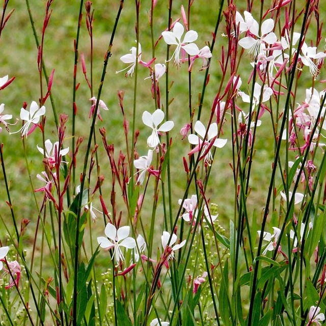 cuidados gaura