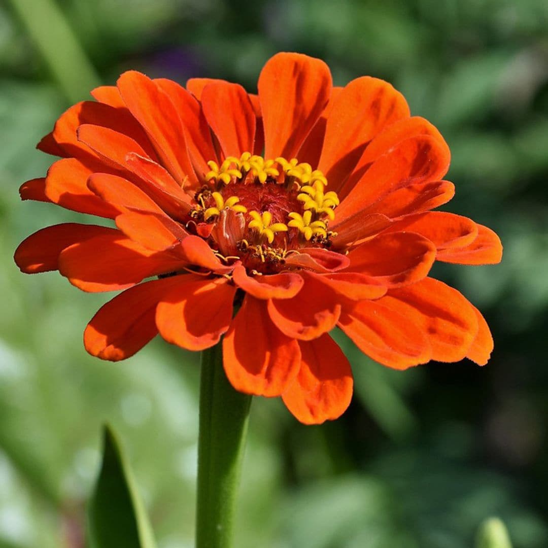 zinnia zinia  flor verano hola decoracion jardin