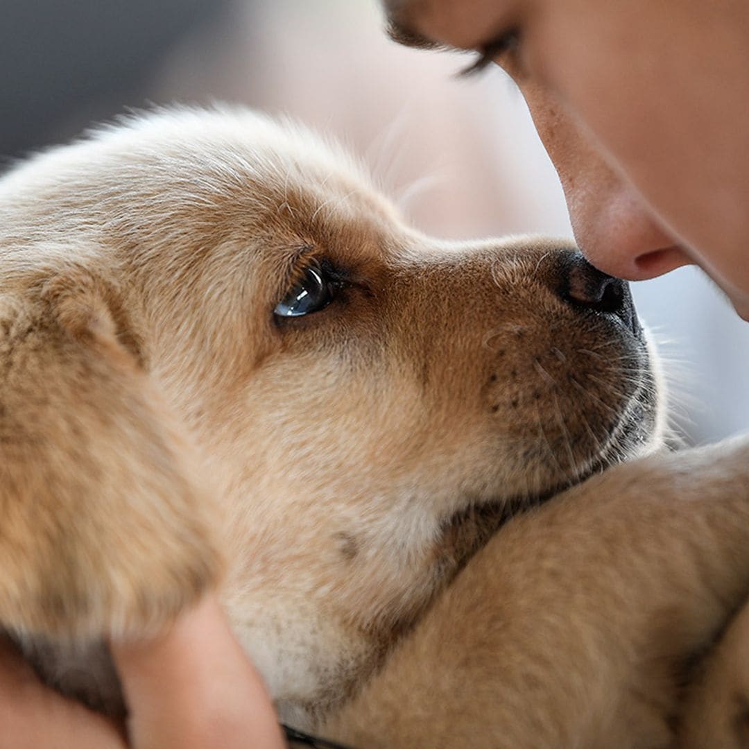 ¿Qué es el parvovirus canino?