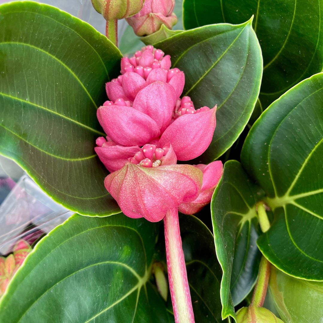 Los cuidados de la orquídea de Malasia para una floración espectacular