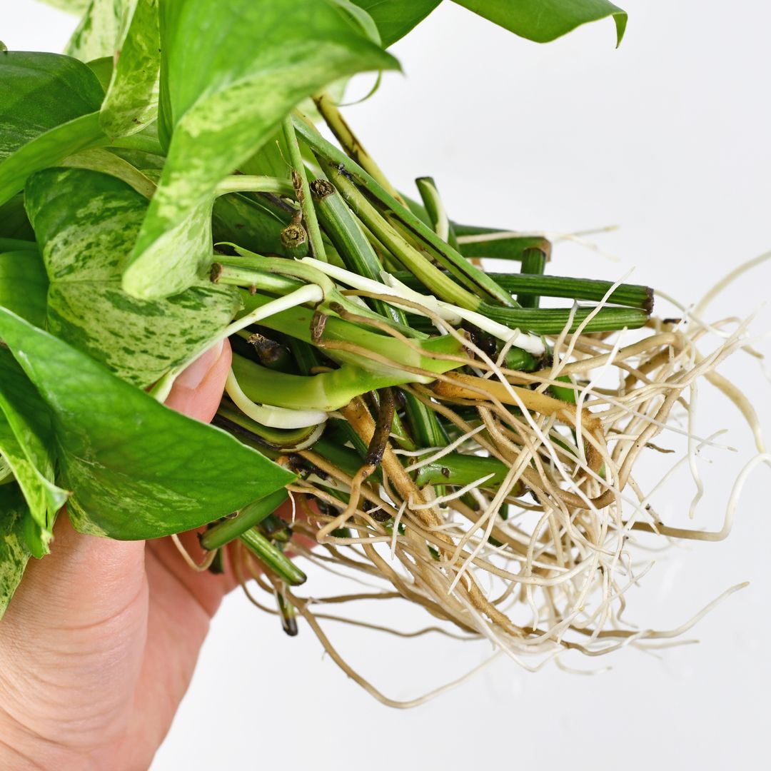 Mano sosteniendo un gran grupo de esquejes de la planta de interior Pothos Marble Queen con raíces largas y desnudas