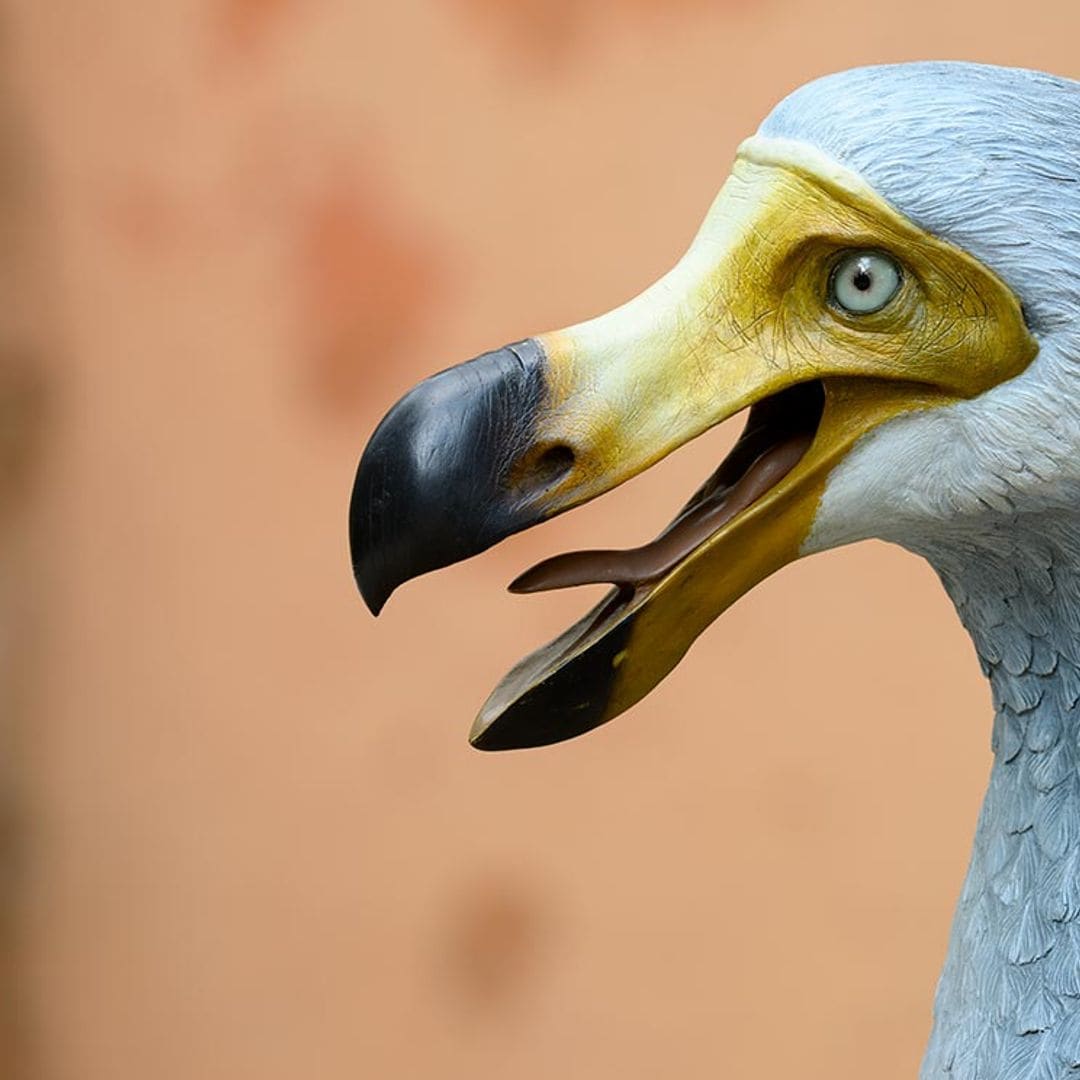 El pájaro dodo: una ‘gallina’ de más de un metro que se extinguió hace relativamente poco