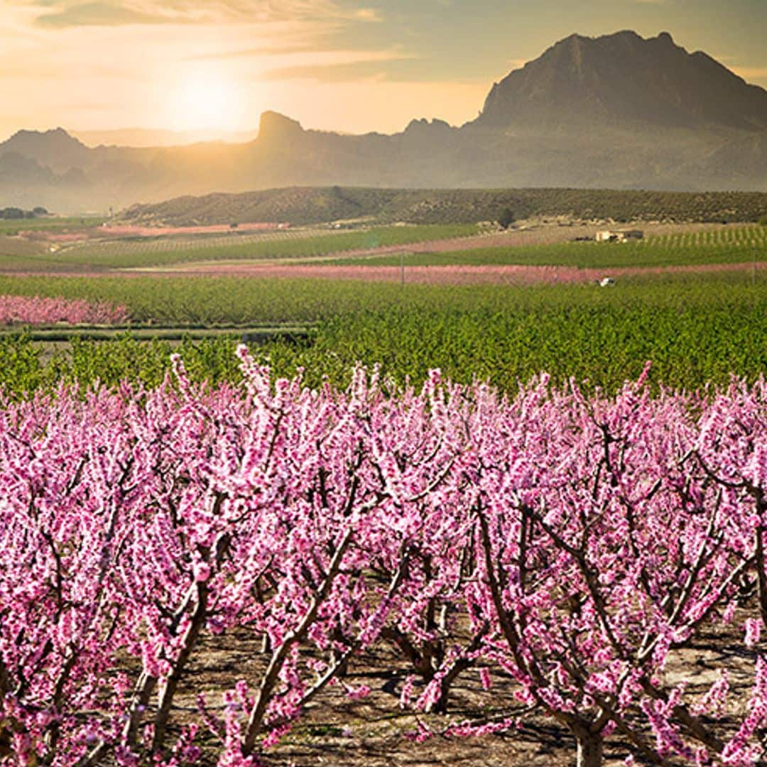 La floración de los frutales de Cieza (o cómo ver Murcia de color de rosa)