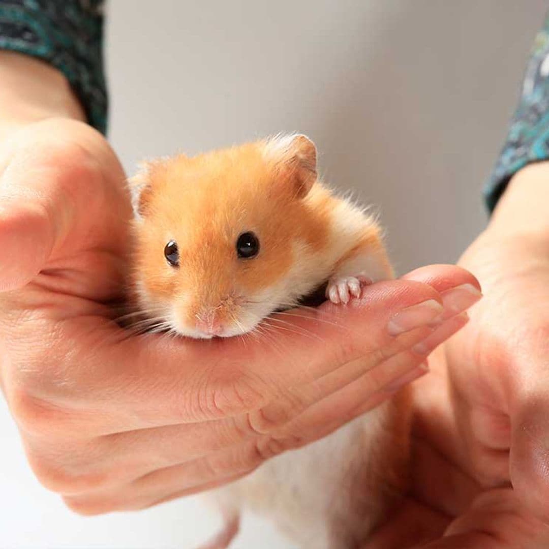 No todo son perros y gatos, ¿has pensado en tener un hámster?