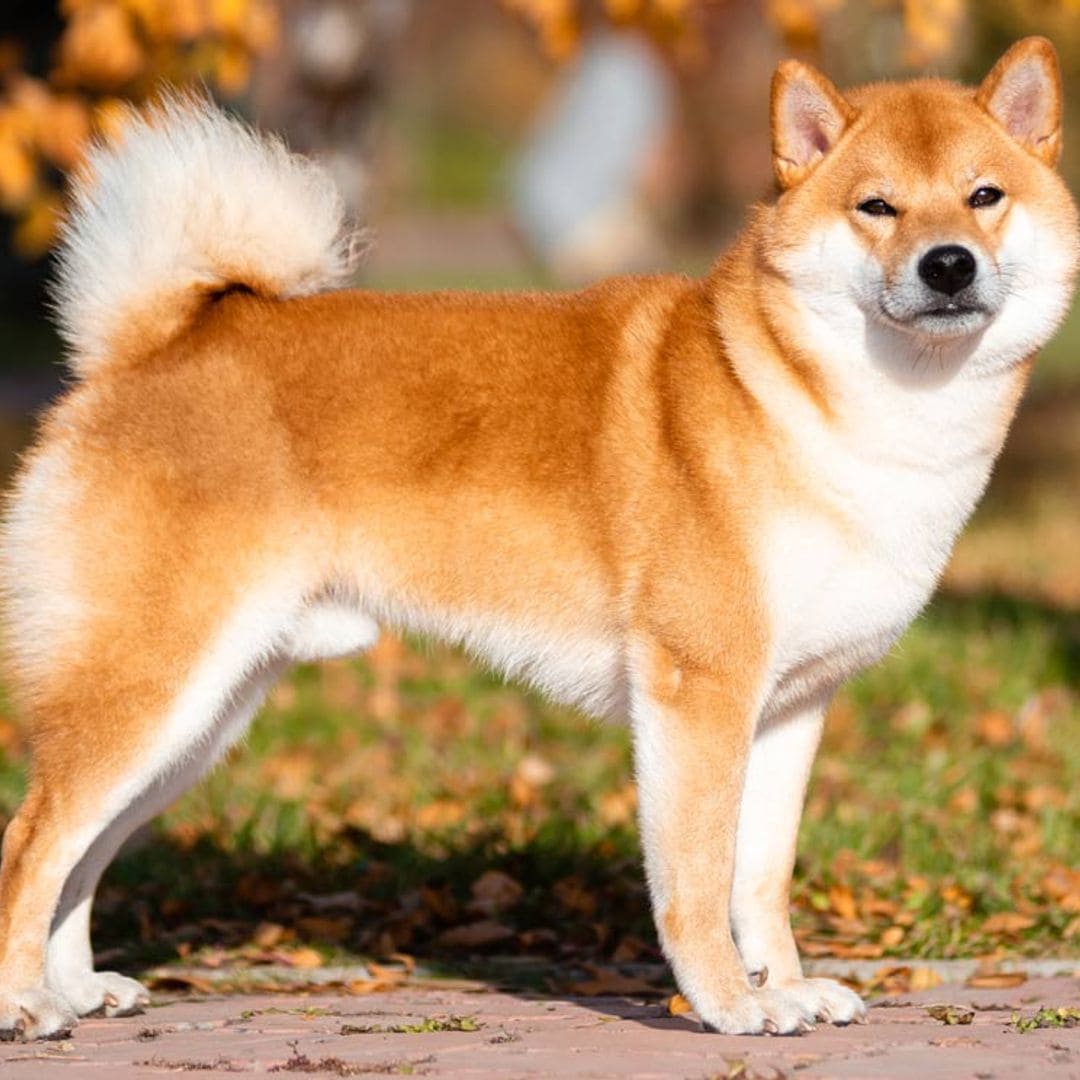 ¿Qué sabes sobre el shiba inu, una raza perro de origen japonés?