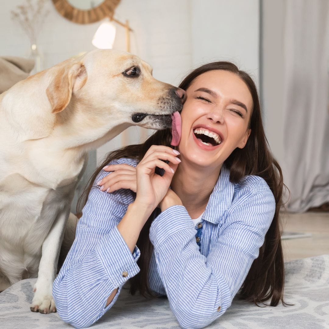 Calma, cariño y compañía: las ventajas de adoptar un animal adulto