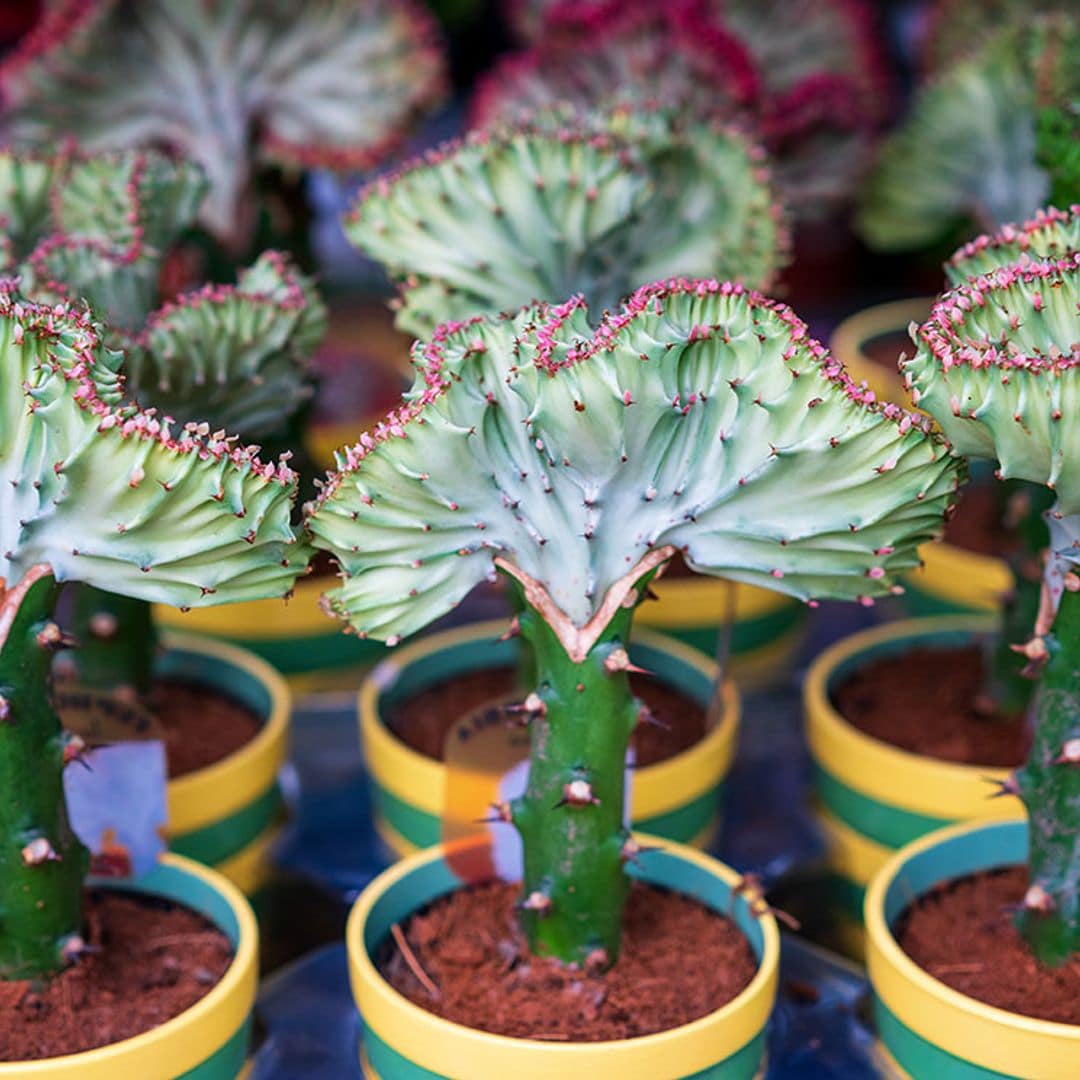 cultivar euphorbia lactea