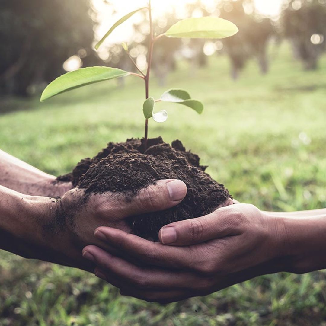 Así puedes reforestar el planeta mientras navegas por internet