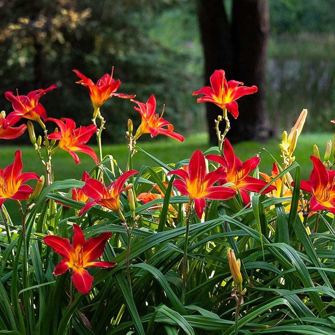 Hemerocallis o lirio de San Juan, una explosión de color para tu jardín