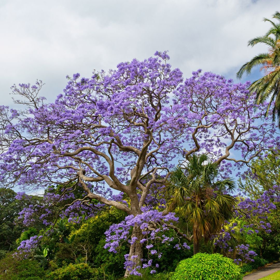 Descubre cómo cultivar la jacaranda para llenar de belleza y color tu jardín