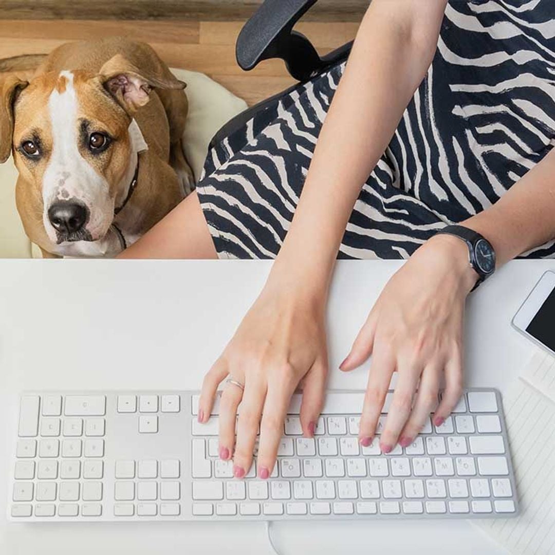 ¿Llevarías a tu perro al trabajo? Estos son los pasos a seguir