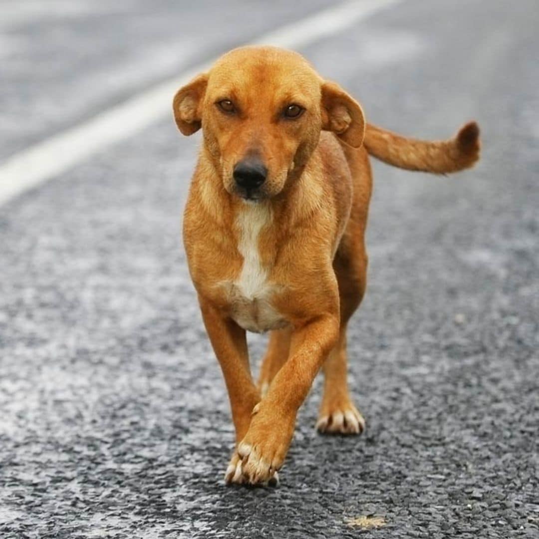 Cómo ganarse la confianza de un perro perdido