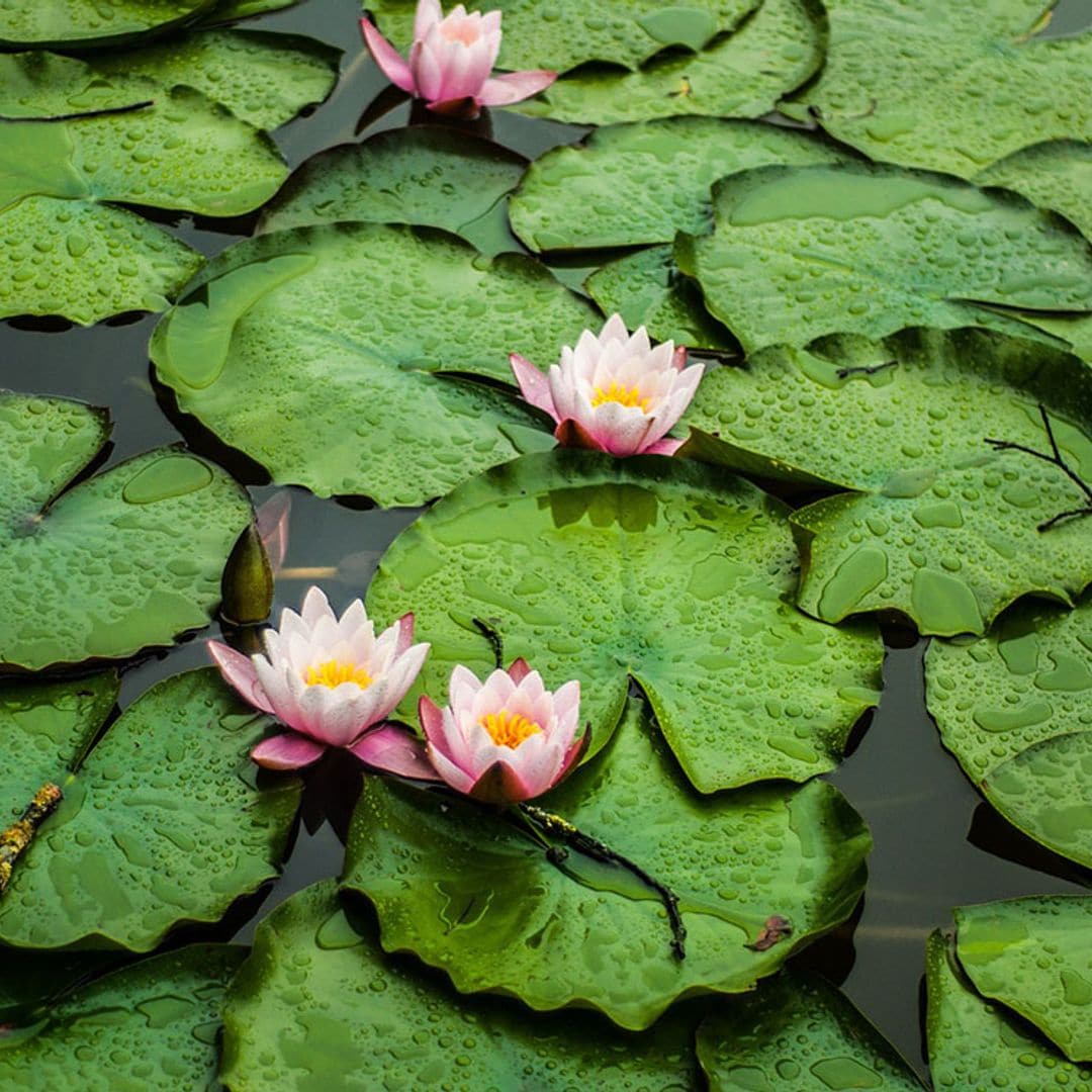 cultivar nenufares