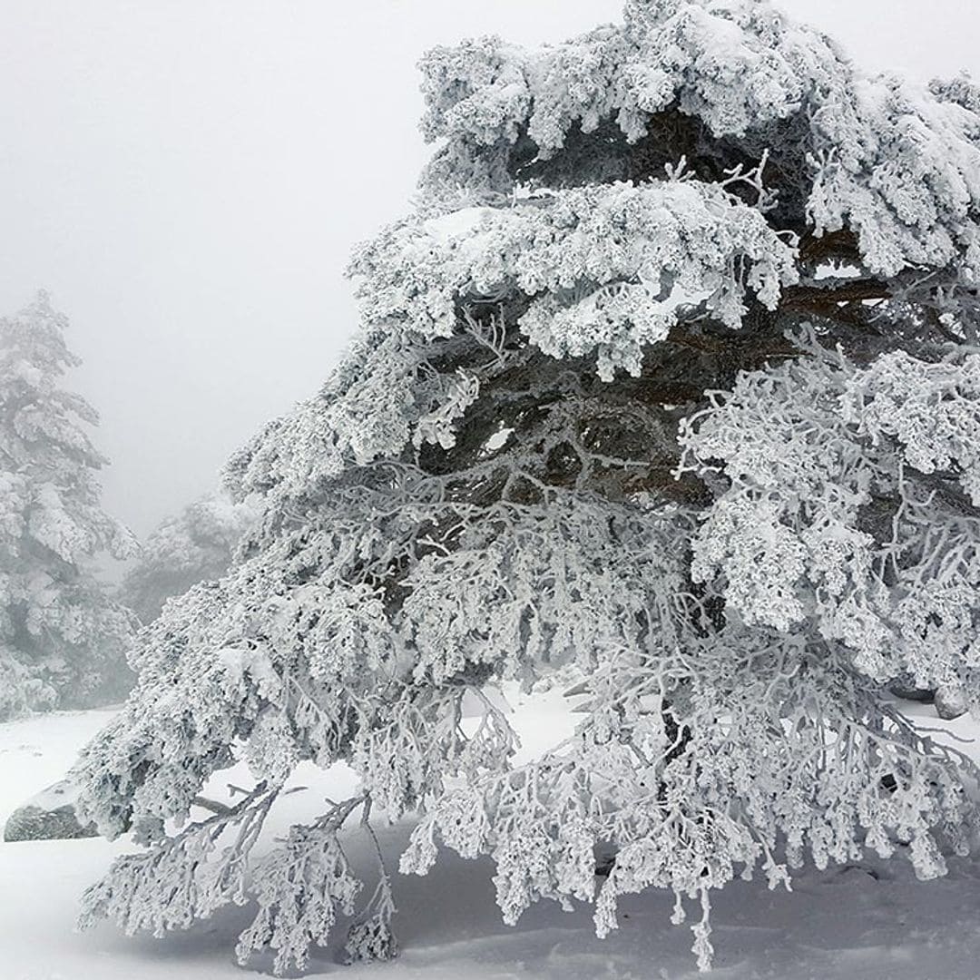 Excursión por la sierra de Guadarrama con raquetas de nieve