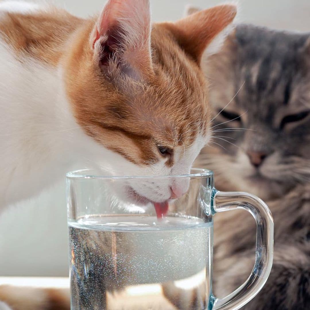 gatos agua