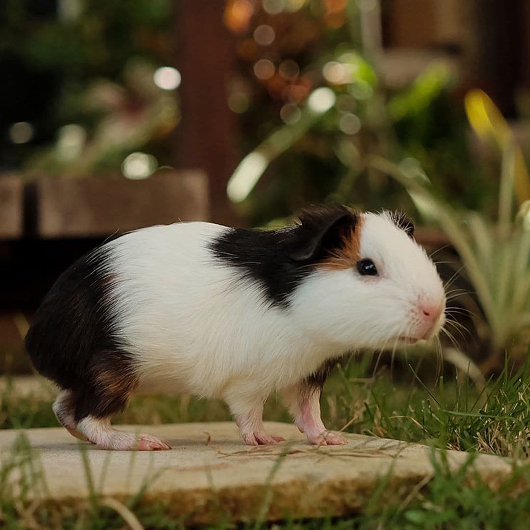 ¿Has pensado en tener un cobaya como animal de compañía?