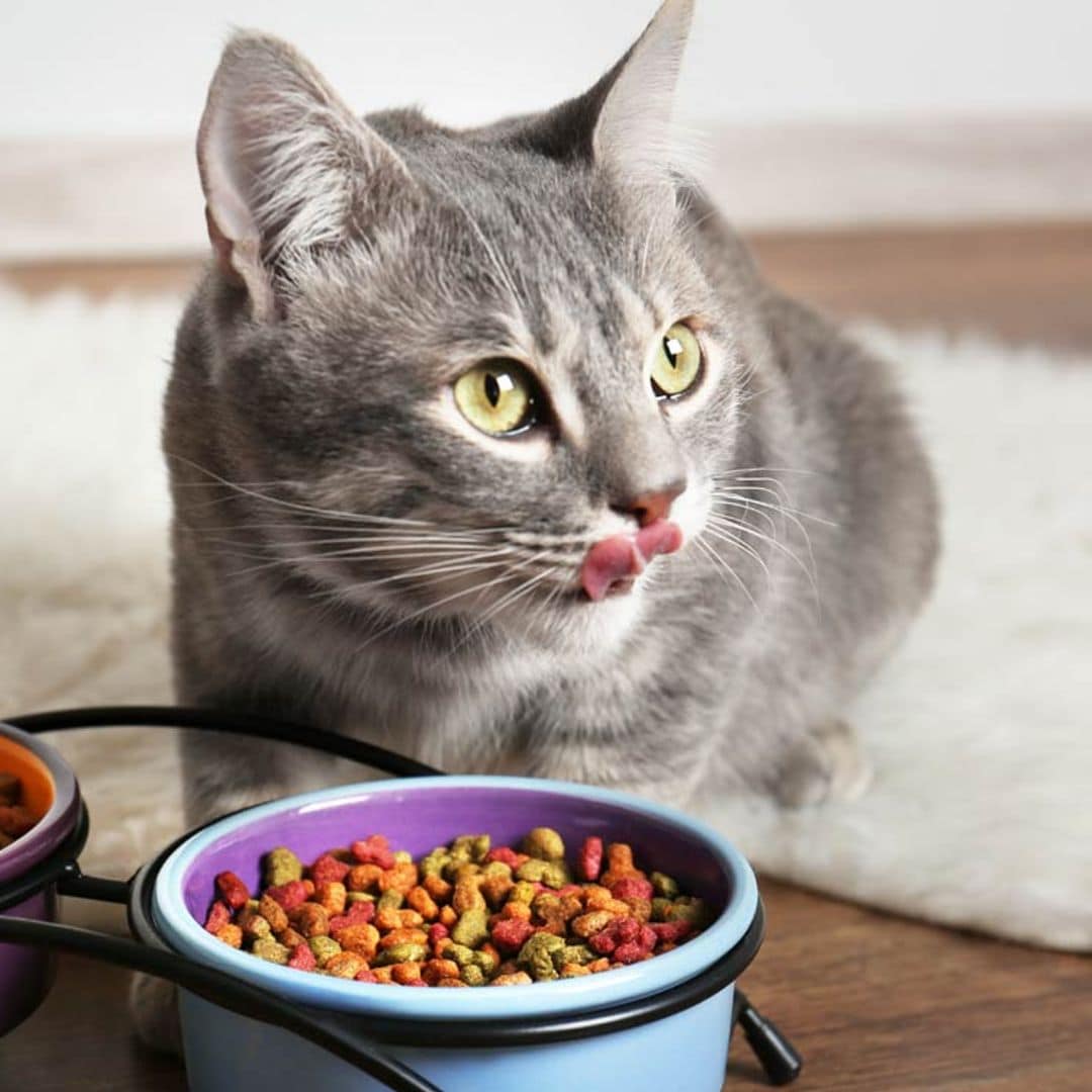 ¿Por qué los gatos necesitan una dieta alta en proteínas?