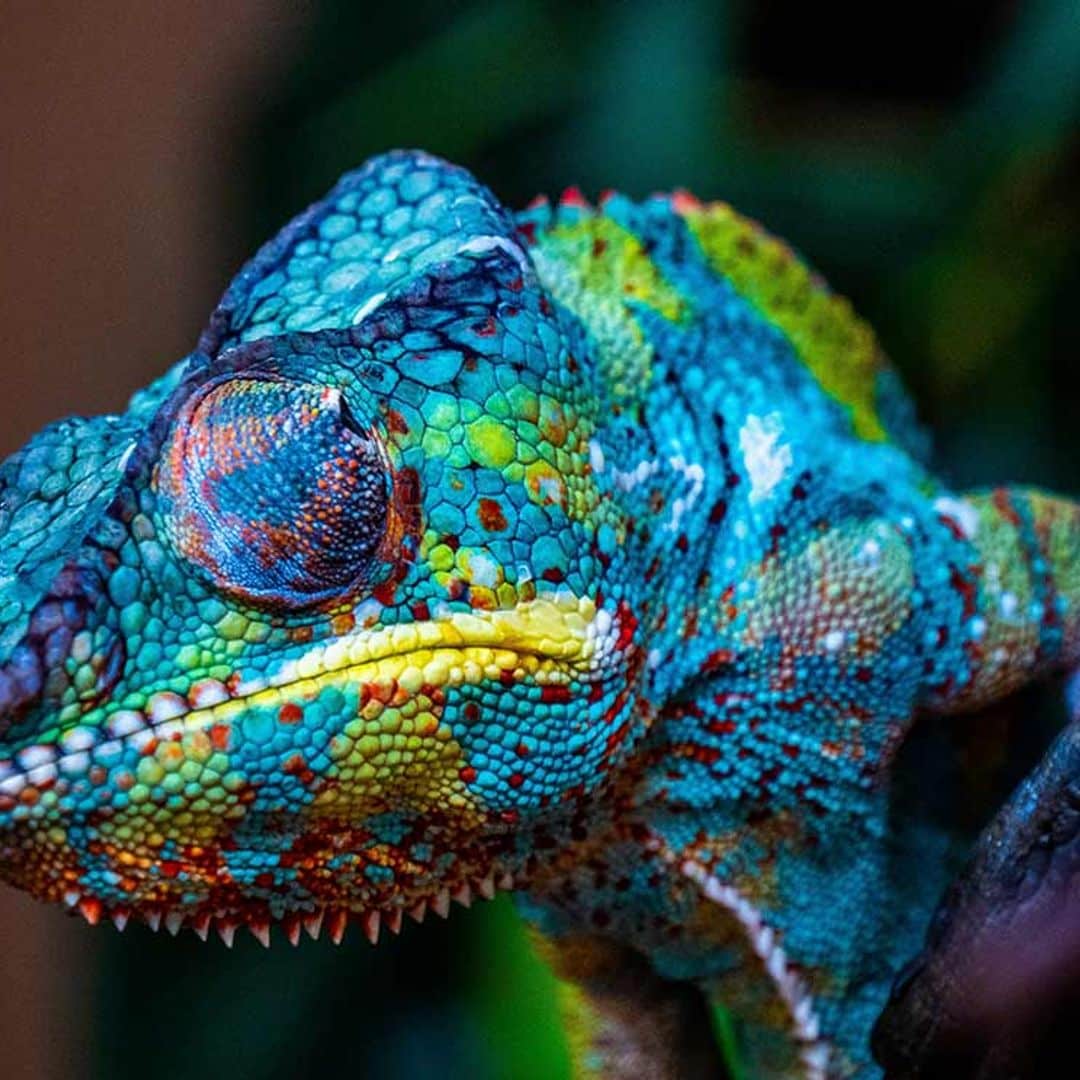 ¿Sabes cómo y por qué cambian de color los camaleones?
