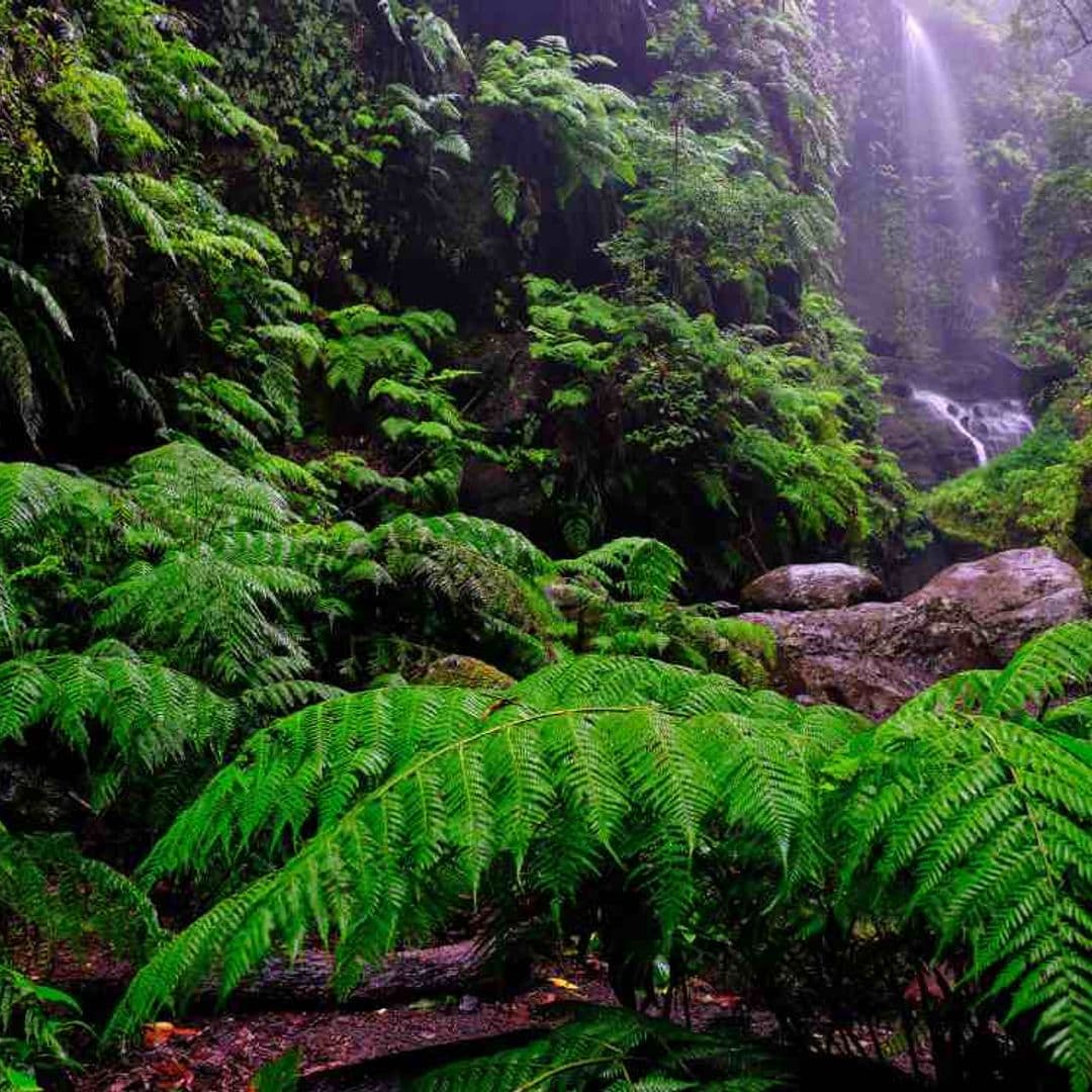 El bosque de los Tilos, un mundo prehistórico cerca de las estrellas